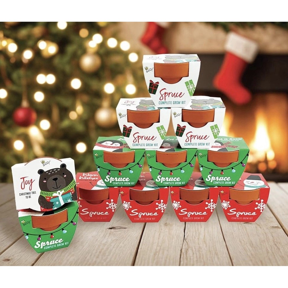BUZZY Seeds Kids Holiday Mini Spruce Kit, 12-Pack Terracotta Pots Stocking Etc.